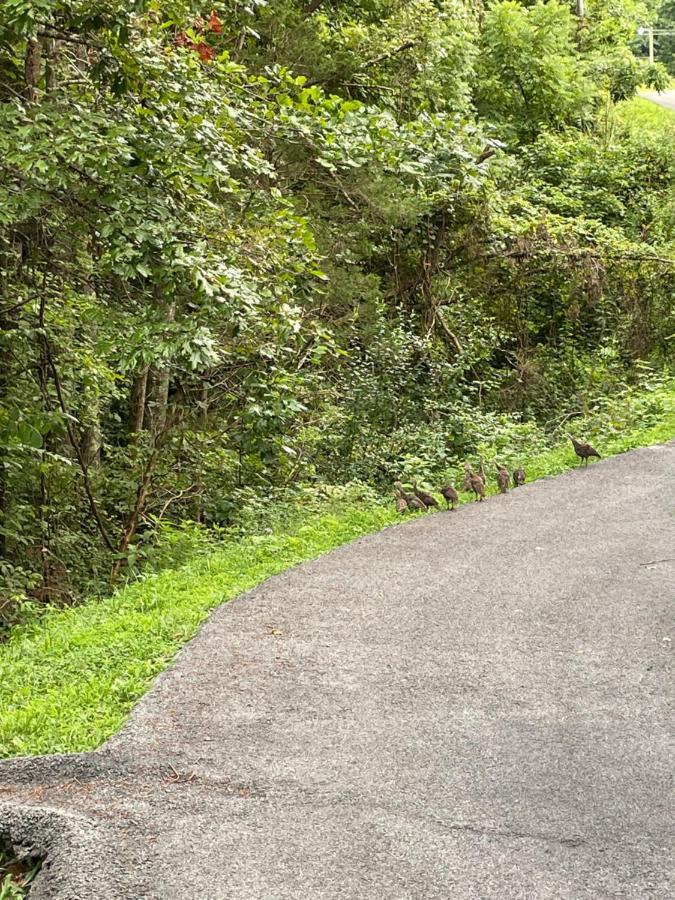 Bear Doodle Villa Sevierville Exterior photo